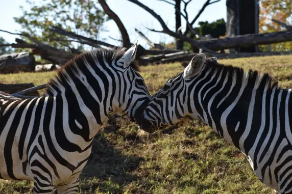 Casinia Kaszinó Támogatás